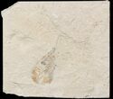 Cretaceous Fossil Shrimp - Lebanon #48562-1